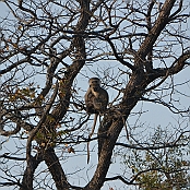 "Vervet Monkey" kruger National Park, South Africa